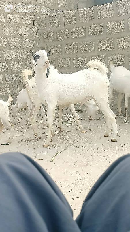 Ablack male and barbari goat 1