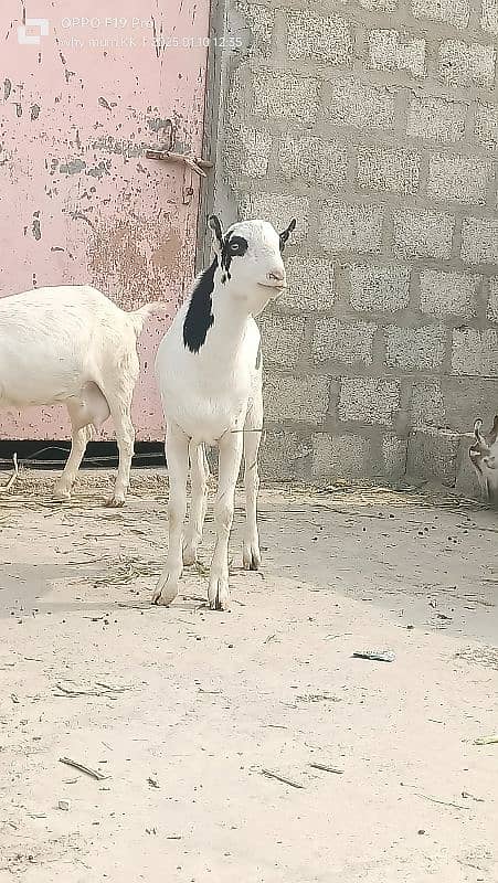 Ablack male and barbari goat 2