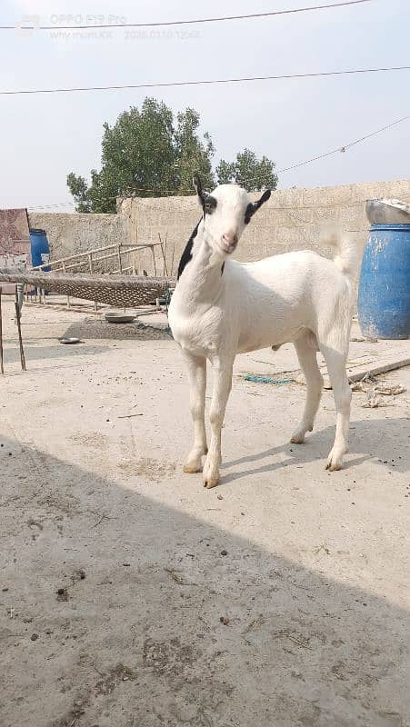 Ablack male and barbari goat 3