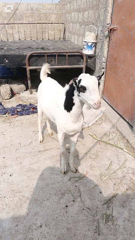 Ablack male and barbari goat 4