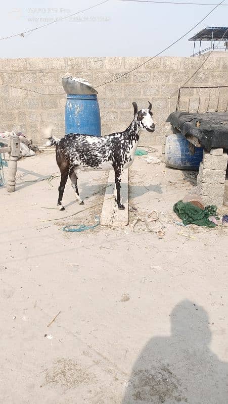 Ablack male and barbari goat 5