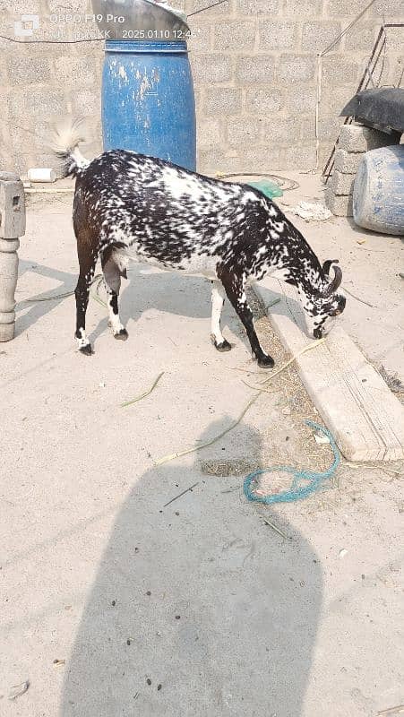 Ablack male and barbari goat 6