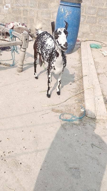 Ablack male and barbari goat 7