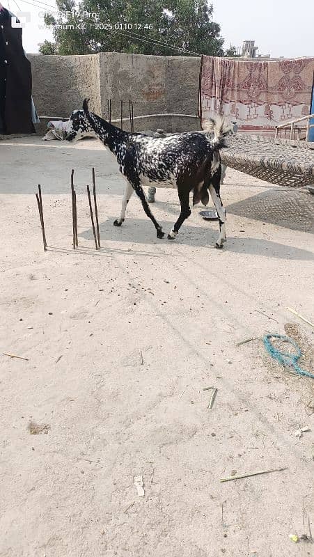 Ablack male and barbari goat 9