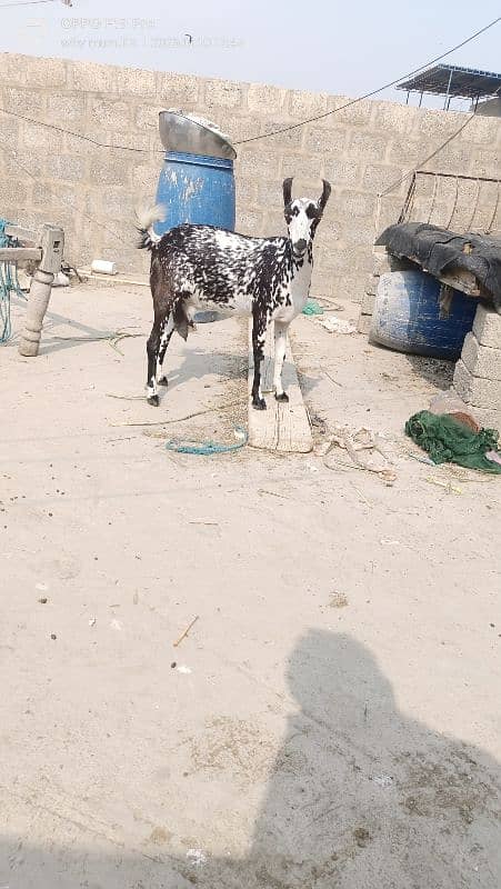 Ablack male and barbari goat 10