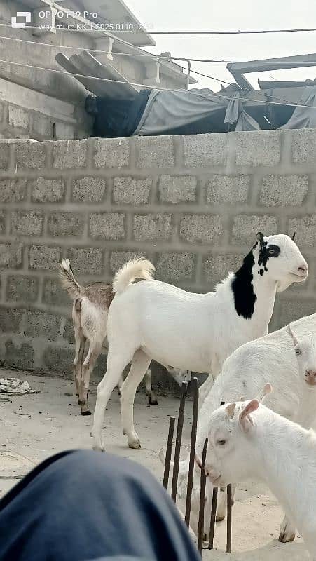 Ablack male and barbari goat 12