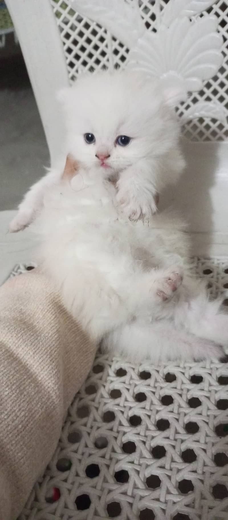 persian cat 1