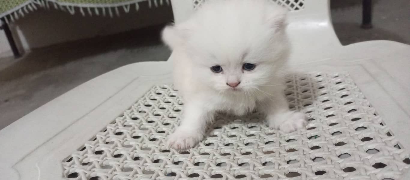 persian cat 3