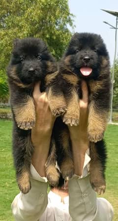 German Shepherd proper long coat pair 2 month for sale