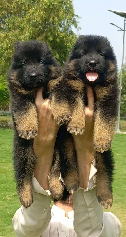 German Shepherd proper long coat pair 2 month for sale 0