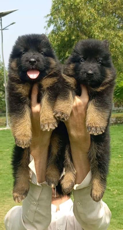 German Shepherd proper long coat pair 2 month for sale 1