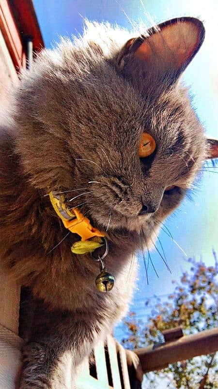 British cat with double coat 0