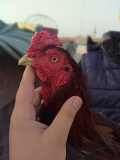 Aseel rooster for sale