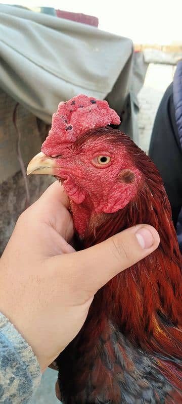 Aseel rooster for sale 1