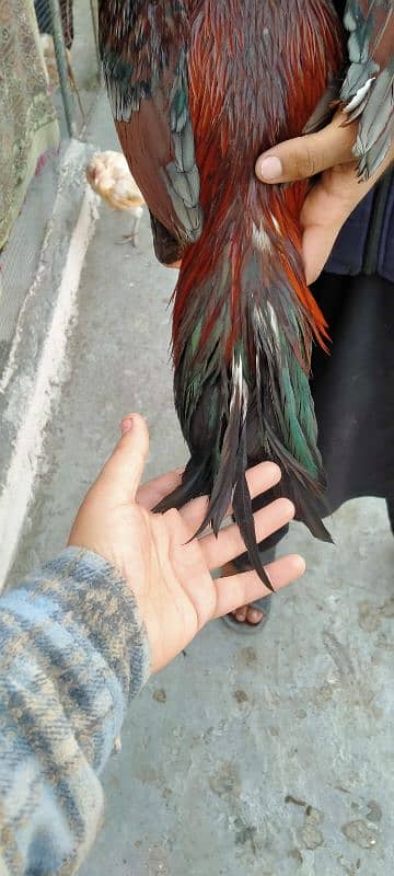 Aseel rooster for sale 3