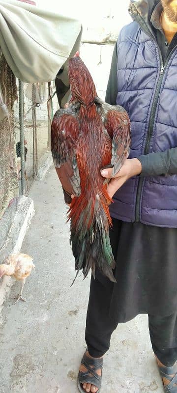 Aseel rooster for sale 4