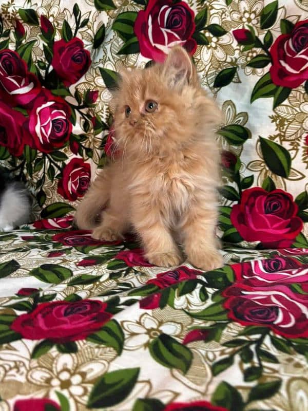 PERSIAN KITTEN FOR SALE ONLY CONTACT WHATUP 03292450497 2