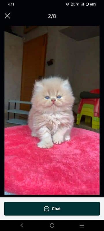 PERSIAN KITTEN FOR SALE ONLY CONTACT WHATUP 03292450497 5