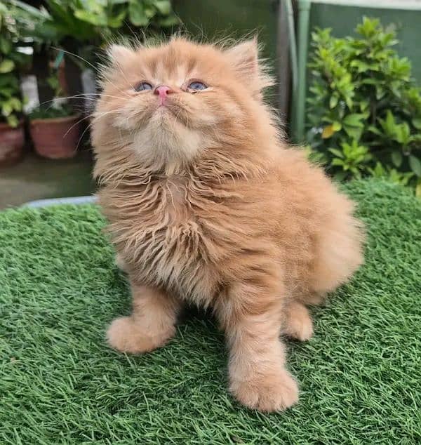 PERSIAN KITTEN FOR SALE ONLY CONTACT WHATUP 03292450497 12