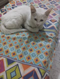 4 to 5 months old kitten for adoption