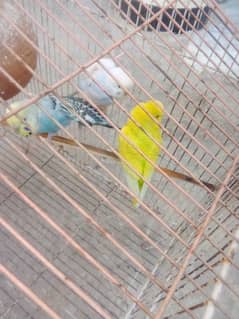 Australian parrot three sale