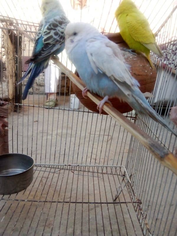 Australian parrot three sale 1