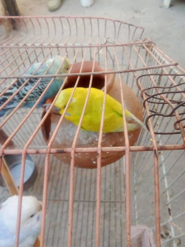 Australian parrot three sale 2