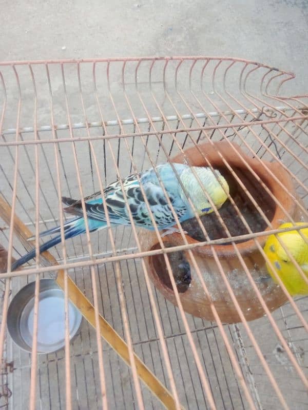 Australian parrot three sale 3