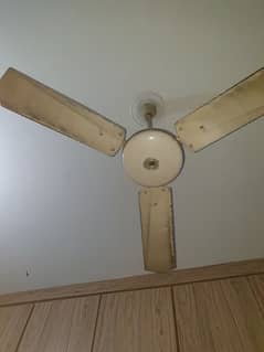 fan