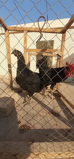 Australorp pair