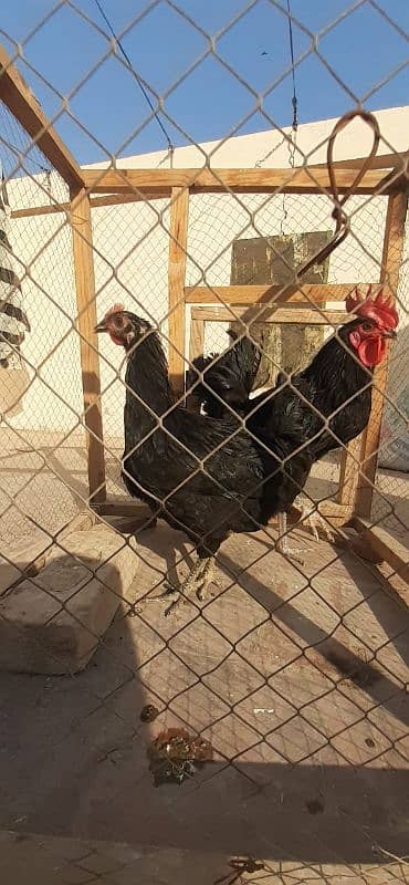 Australorp pair 1