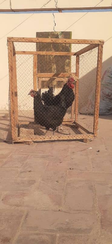 Australorp pair 2