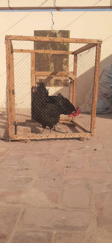 Australorp pair 3