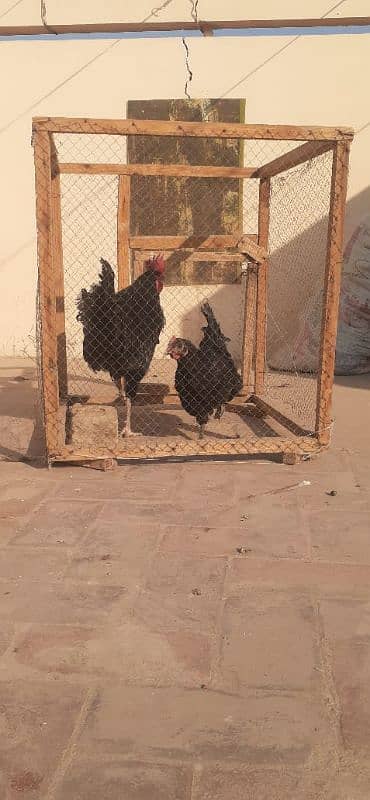 Australorp pair 4