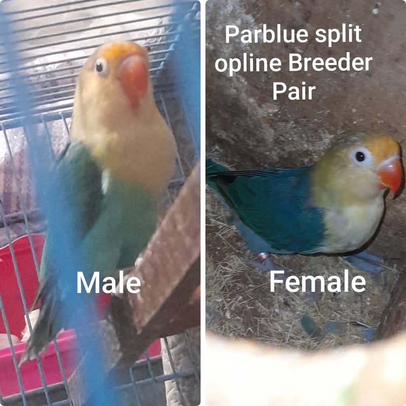 Urgent love bird breeder pair for sale. 2