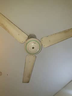 fan