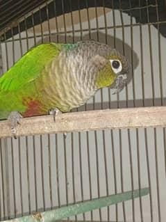 Green cheek conure