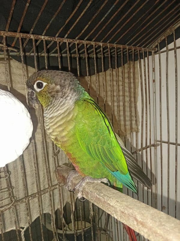 Green cheek conure 1