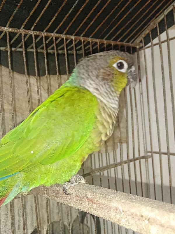 Green cheek conure 2