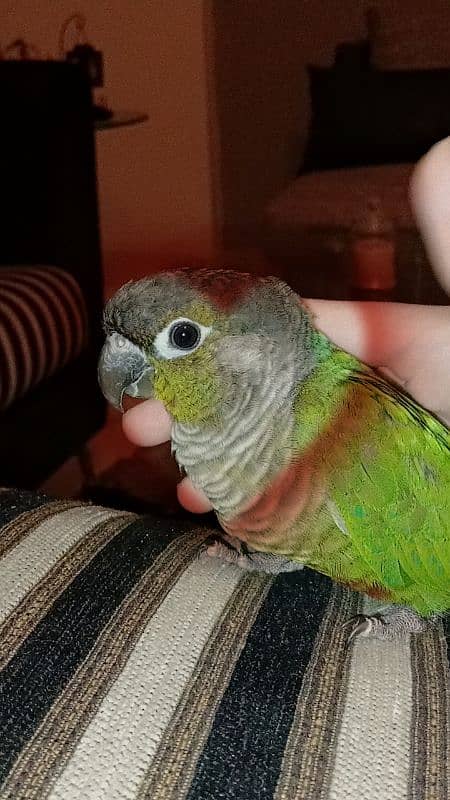 Green cheek conure 3