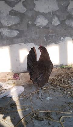 Dasi ghar ke hen for sale aggs dati hai contact number 03029798991