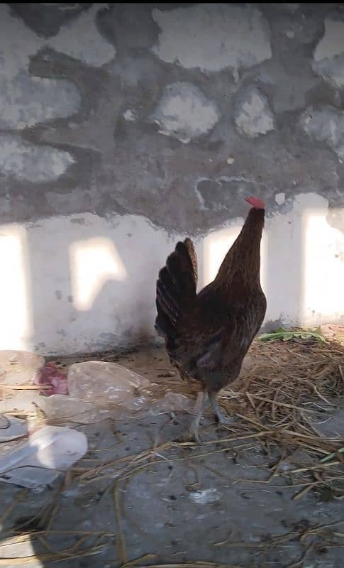 Dasi ghar ke hen for sale aggs dati hai contact number 03029798991 1