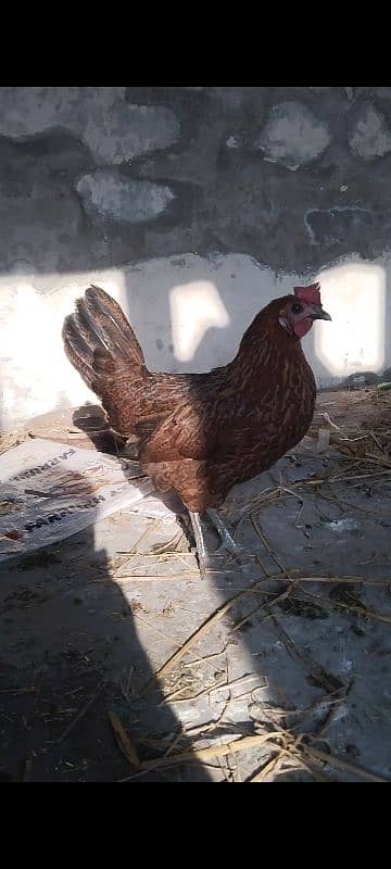 Dasi ghar ke hen for sale aggs dati hai contact number 03029798991 2