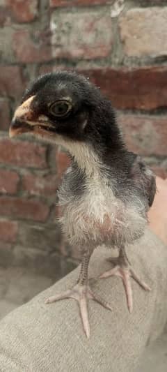 Japanese shamo pure high quality chicks available in reasonable