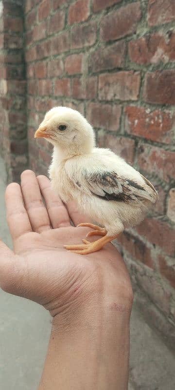 Japanese shamo pure high quality chicks available in reasonable 2