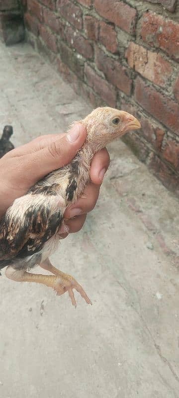 Japanese shamo pure high quality chicks available in reasonable 3