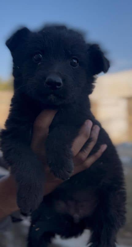 Black German Shepard 1