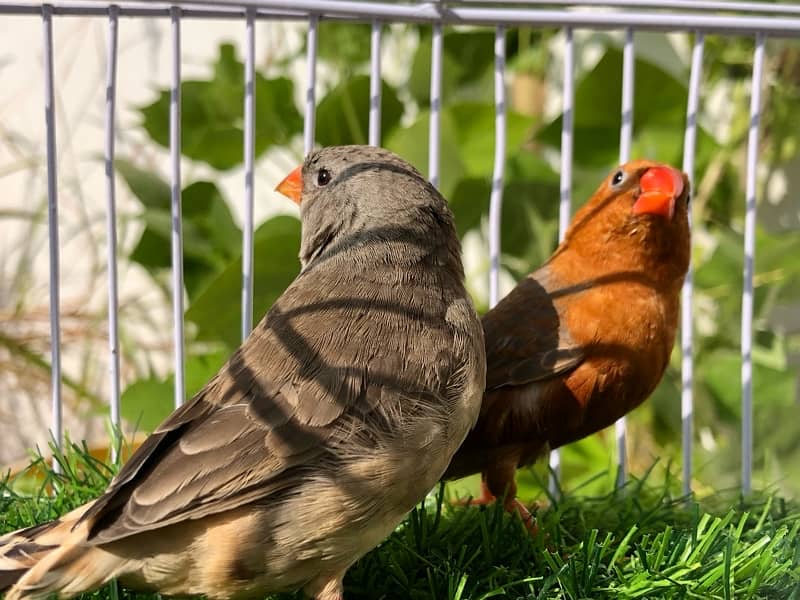 full orange pair 2