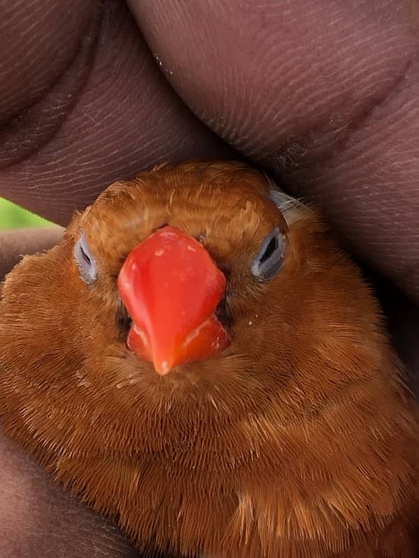 full orange pair 3