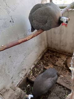 Hen GuineaFowl